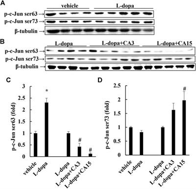 Carnosic Acid Alleviates Levodopa-Induced Dyskinesia and Cell Death in 6-Hydroxydopamine-lesioned Rats and in SH-SY5Y Cells